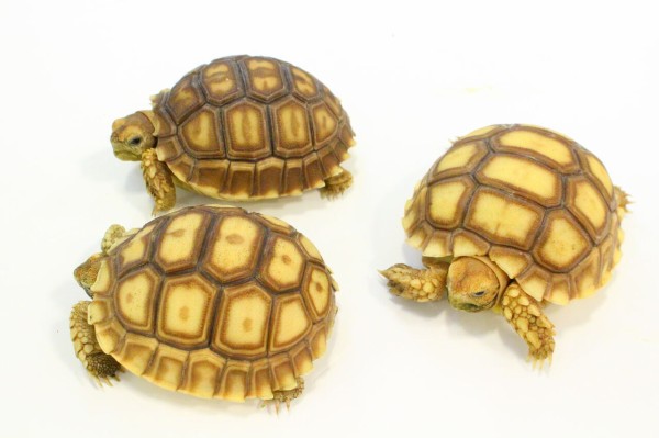 新入荷 オマキトカゲ ジャクソンカメレオン リクガメなどなど 爬虫類クラブj 横須賀店ブログ