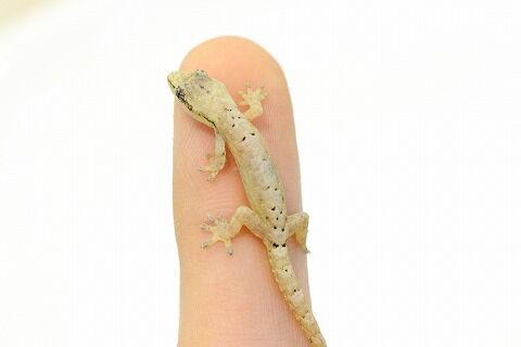 ヤモリ 楽天市場】FRPアニマルオブジェ ヤモリ 60cm Gecko リアル