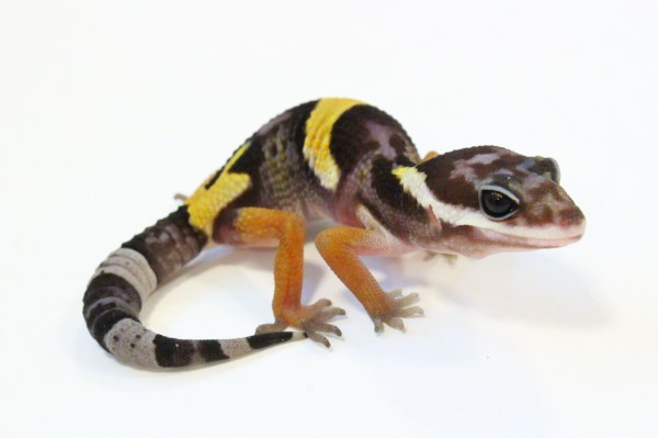 新入荷 オマキトカゲ ジャクソンカメレオン リクガメなどなど 爬虫類クラブj 横須賀店ブログ