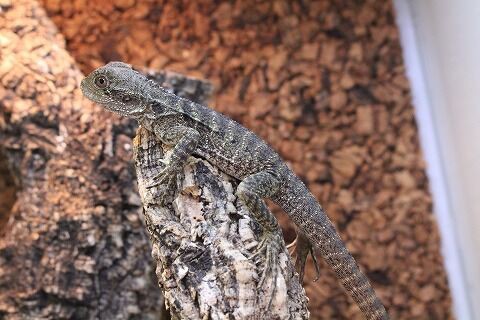 新入荷 ヒガシウォータードラゴンとその他のアガマ達 爬虫類クラブj 横須賀店ブログ