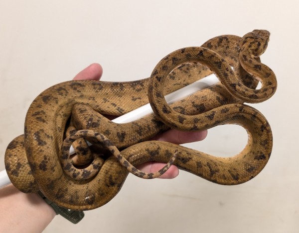 新入荷:エメラルドツリーボア！アマゾンツリーボア！その他】 : 爬虫類