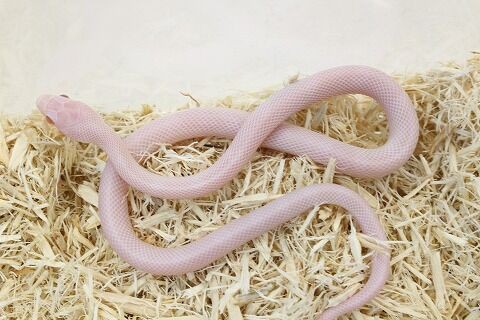 新入荷 オススメ ブリザードコーンとその他の白達 爬虫類クラブj 横須賀店ブログ