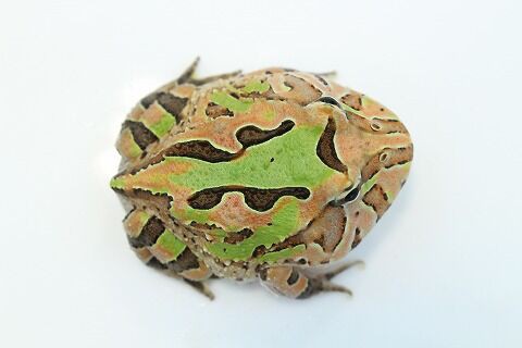 ツノガエルの飼い方のご紹介 爬虫類クラブj 横須賀店ブログ