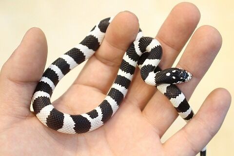 オススメ生体 ヘビ編 爬虫類クラブj 横須賀店ブログ