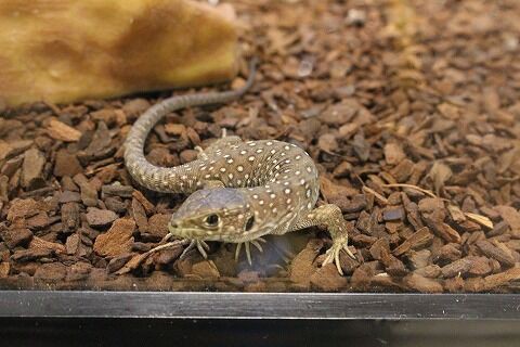 新入荷】カナヘビ : 爬虫類クラブJ 横須賀店ブログ