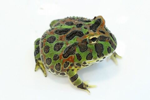 ツノガエルの飼い方のご紹介 爬虫類クラブj 横須賀店ブログ ツノガエルの飼い方のご紹介 爬虫類クラブj 横須賀店ブログ