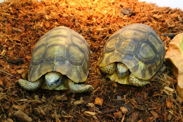 新入荷 オマキトカゲ ジャクソンカメレオン リクガメなどなど 爬虫類クラブj 横須賀店ブログ