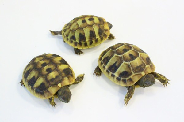 新入荷 オマキトカゲ ジャクソンカメレオン リクガメなどなど 爬虫類クラブj 横須賀店ブログ