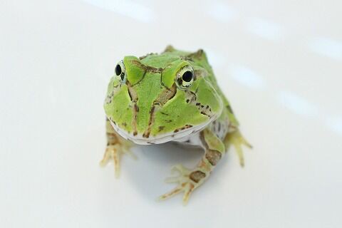 新入荷】ツノガエル,フトアマ,奇蟲とその他 : 爬虫類クラブJ