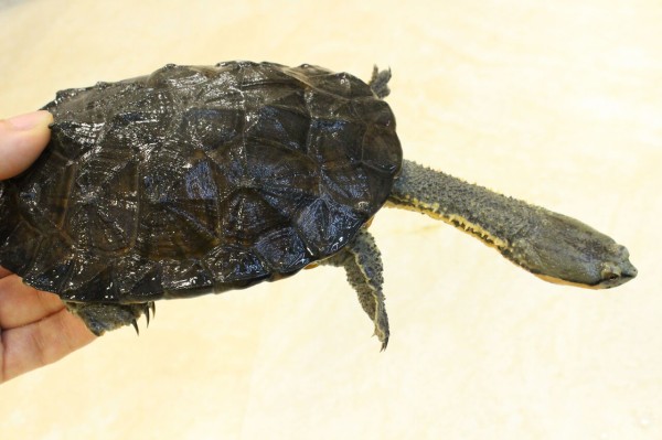 新入荷】ミズガメ色々! : 爬虫類クラブJ 横須賀店ブログ