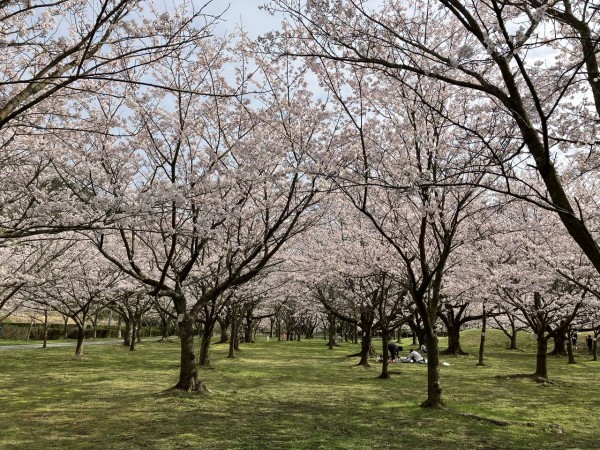 向島運動公園桜開花情報2024年 : 向島ポンポコ日記 向島運動公園桜開花情報2024年 : 向島ポンポコ日記
