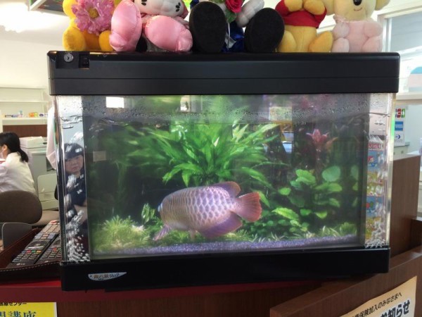 魚八景 バーチャルアクアリウム : 向島ポンポコ日記