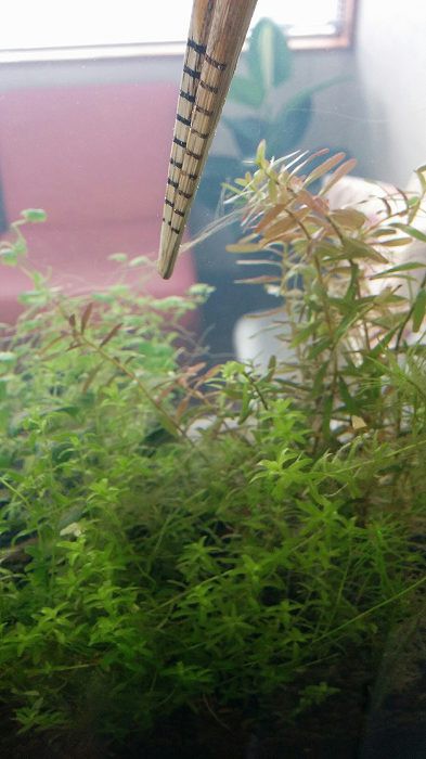 ピンセットの代用 ケース家のblog