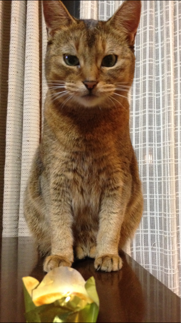 猫ラベル『クライヌリッシュ15年 (That Boutique-y Whisky 猫ラベル『クライヌリッシュ15年 (That Boutique-y Whisky