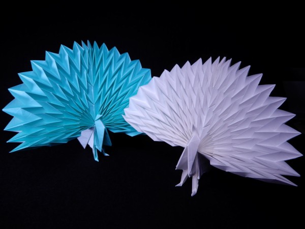 Peacock The Music Of Origami