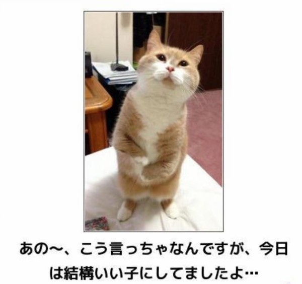 疲れも吹っ飛ぶ おもしろ可愛い猫画像 発見 Jam Home エステート スタッフブログ