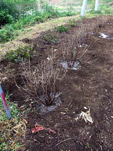スグリの植え替え ジャムこばやしblog