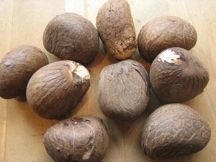 象牙椰子の実（タグアナッツ） 再登場 : ジャムこばやしblog