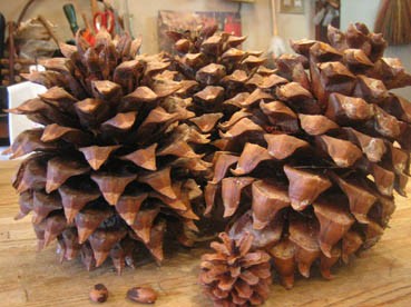 ディガーパインコウン Digger Pine Cone 登場 ジャムこばやしblog