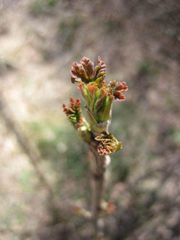 すぐりの新芽 ジャムこばやしblog