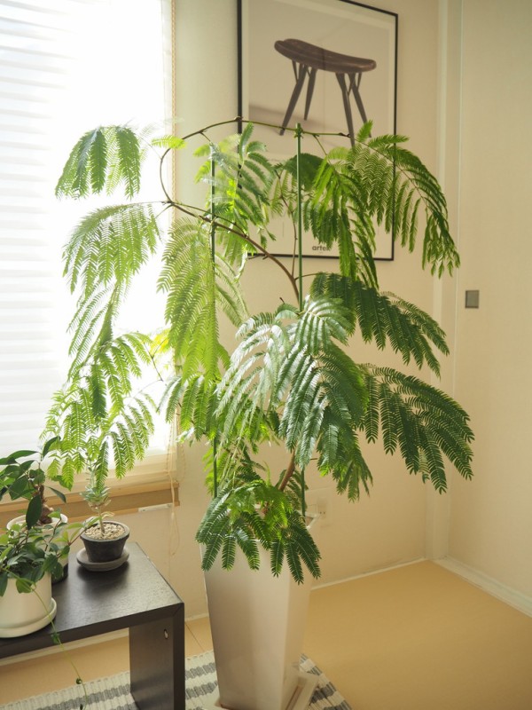 エバーフレッシュ 観葉植物 曲げ木 インテリア 曲がり木♡エバーフレッシュ♡観葉植物♡インテリア アートフラワー