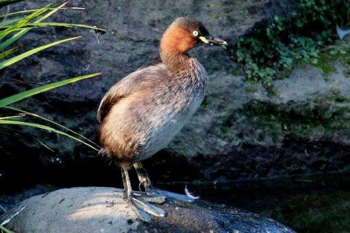 カイツブリ 小人閑居してあれこれもがく