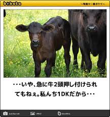 君は牛を二頭持っている 日本と韓国は敵か 味方か 일본과 한국은 적 아군인가