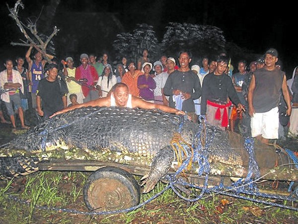 フィリピン まだ未公認ですが世界一大きなワニを捕獲 フィリピン アンテナ 最新情報 動画もね