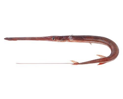 店頭に アカヤガラ の刺身って普通は並ばない つきみ野 角上魚類 ブログの起点は大和市北部