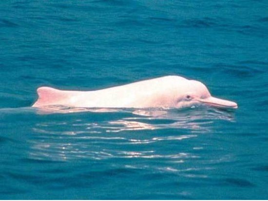 香港隠れスポット ピンクイルカを見に行くツアー 自力で世界を旅するのだ