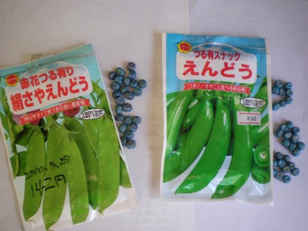スナップエンドウの芽が出ない じいじの野菜づくり