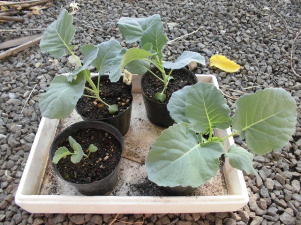 茎ブロッコリーの苗をプランターに植え付ける じいじの野菜づくり
