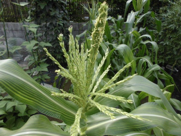トウモロコシの雄花にオルトランシャワーをかける じいじの野菜づくり