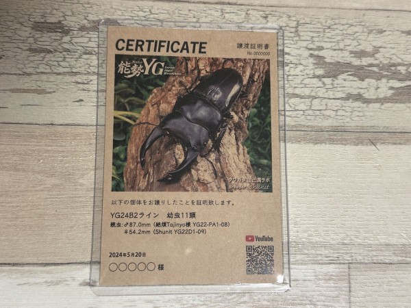 オオクワガタ新成虫販売個体＜ペア販売その8＞ : クワガタ自己満ラボ
