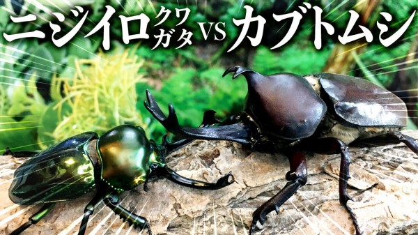 昆虫バトル ニジイロクワガタvsカブトムシ クワガタ自己満ラボ