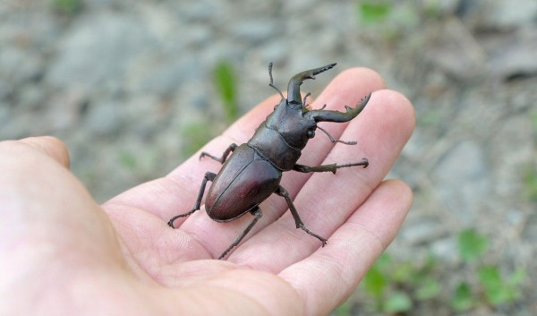 まずはこちらの”クワガタ”をご覧ください→まさかの事実が明かされ