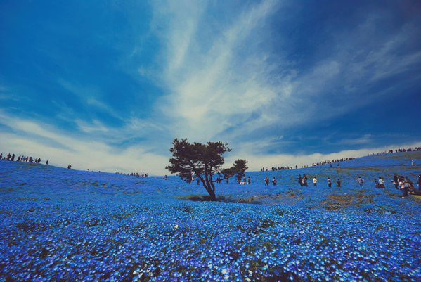 幻想的 まるでゲームやアニメの世界のような一面が青色の花畑が話題に エブリディ速報