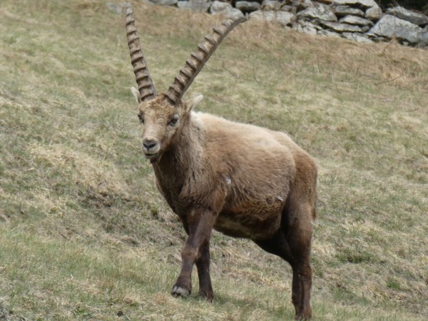 大角のだんな 来る スイスアルプス便り