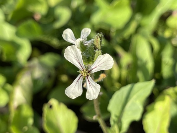 ルッコラ プランター菜園 花が咲きました 世田谷自転車生活