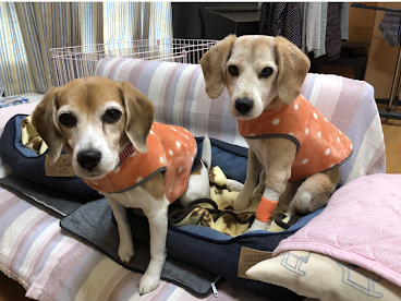 お洋服とおにぎりと仮面舞踏会 ガオだらけな日々