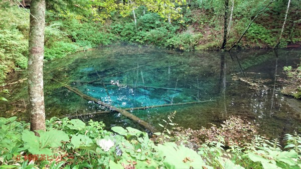 青い池 白ひげの滝 神の子池 モネの池 コバルトブルーの美しい水たちよ 純喫茶ヒッピー Powered By ライブドアブログ