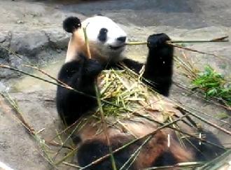 ただひたすらに食べ続けるパンダ 上野動物園のリーリー ぱんだぁたいむず