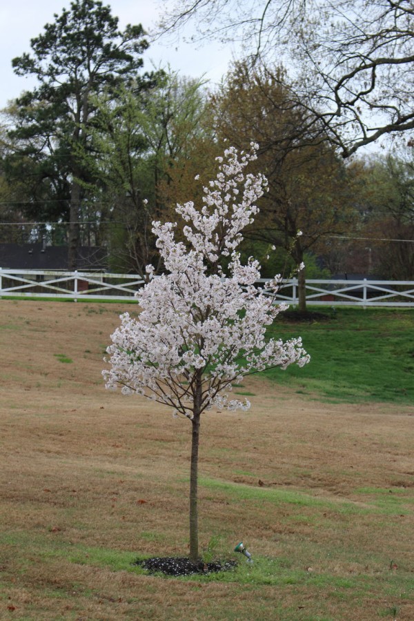 エルビスの館のお花見は朝の７時半から Jazz Twins