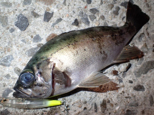 メバルにオモックを使ってみたところ 作り方と使い方 私が思うところ Gクラ使いでtklm信者で