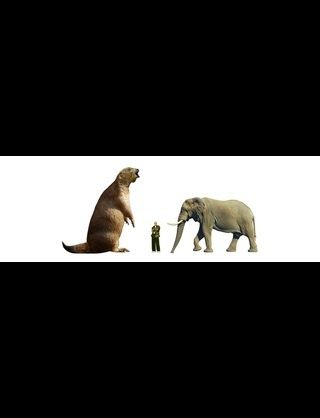 カバが地上最強とか言うふざけた風潮ｗｗｗｗｗｗ 無職速報 ２ちゃんねる