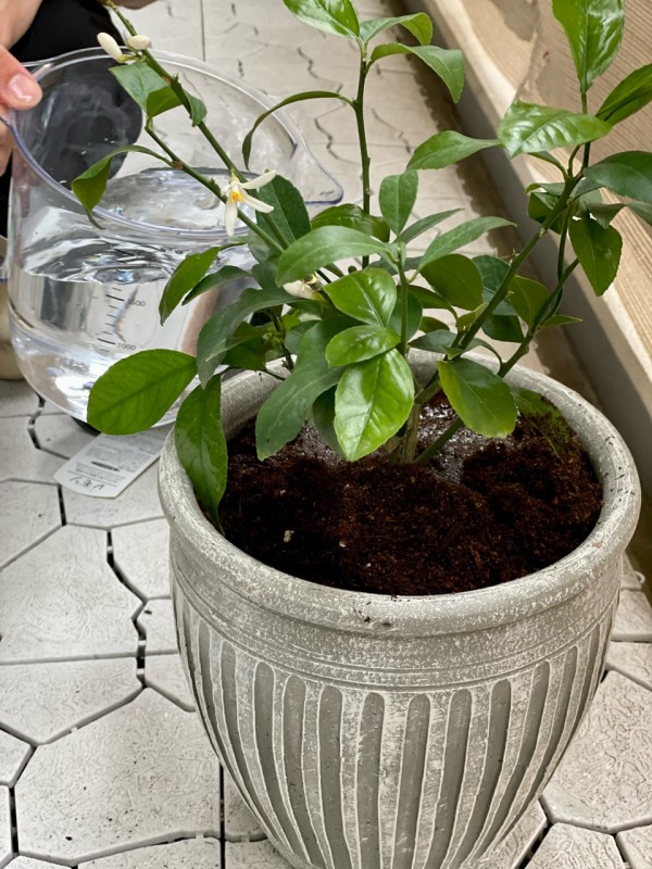エバーフレッシュの植え替えと 新たなベランダの植物と 楽天セールのラストスパート おうちごはんとおかしとねこ Powered By ライブドアブログ