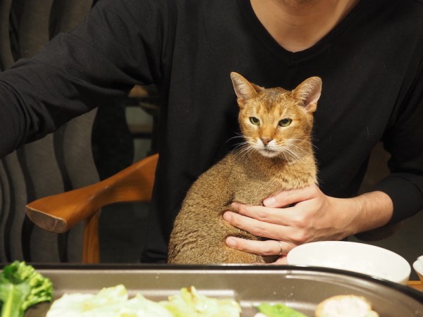 おうち焼肉の夜ごはんと猫に占拠される膝 おうちごはんとおかしとねこ Powered By ライブドアブログ