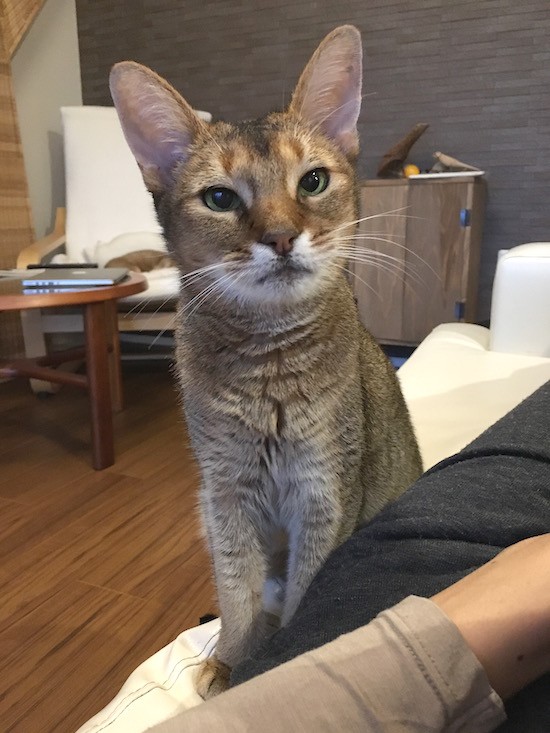 アレ オヤツというかサプリというか が欲しくて 衝動が止められないちび子 おうちごはんとおかしとねこ Powered By ライブドアブログ