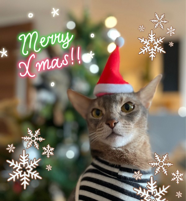 クリスマスプレゼントとポンポンさんのクリスマスケーキ おうちごはんとおかしとねこ Powered By ライブドアブログ