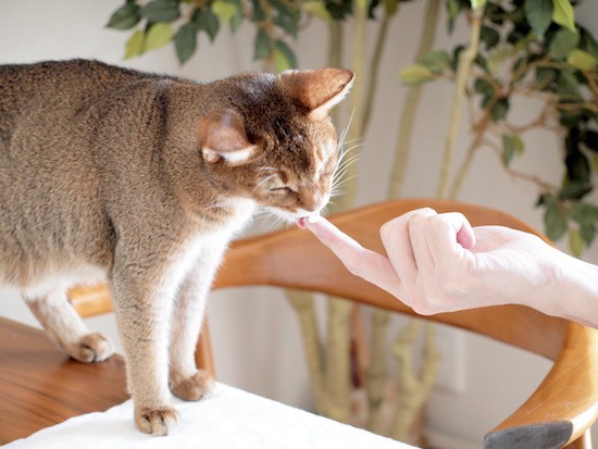 木村涼子さんの、お洋服プレート : おうちごはんとおかしとねこ